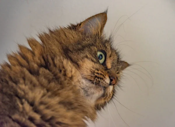 Tabby Braun Graue Katze Mit Schönen Grünen Augen Und Weißem — Stockfoto