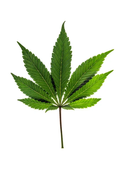 Grüne Und Gelbe Marihuana Blätter Mit Hellweißem Hintergrund — Stockfoto