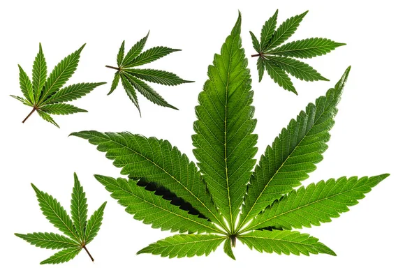Gröna Och Gula Marijuanablad Med Ljus Vit Bakgrund — Stockfoto