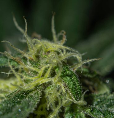 MOB 'un içinde büyüyen marihuana çiçeği çeşitleri koyu yeşil çiçekler ve yapraklar.