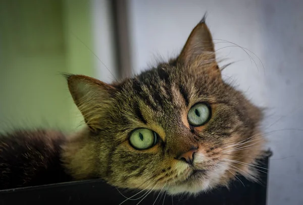 美しい緑の目と白い毛深いあごとTabby茶色の灰色の猫 — ストック写真