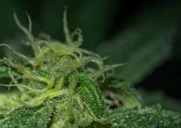 Vnitřní Pěstování Odrůdy Mob Marihuany Tmavozelenými Květy Listy — Stock fotografie