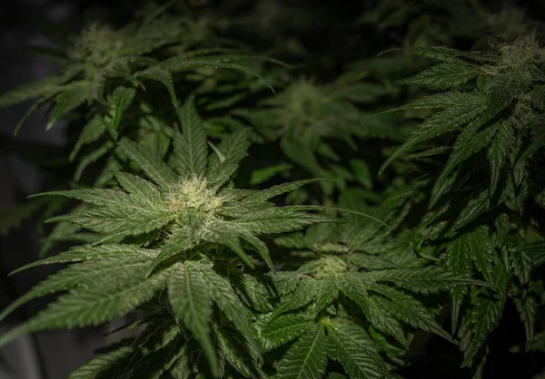 stock image Indoor growing of MOB variety of marijuana flower with dark green blooms and leafs