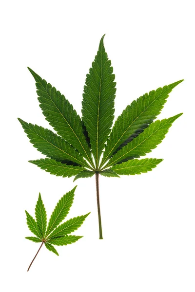 Gröna Och Gula Marijuanablad Med Ljus Vit Bakgrund — Stockfoto