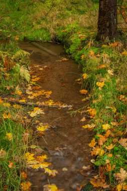 Luzicke dağlarında şelaleli Hamersky deresi Sonbahar yağmurlu günlerinde