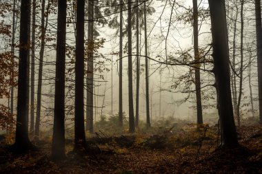 Luzicke dağlarında sonbahar renk ormanı Sonbahar bulutlu yağmurlu taze sabah