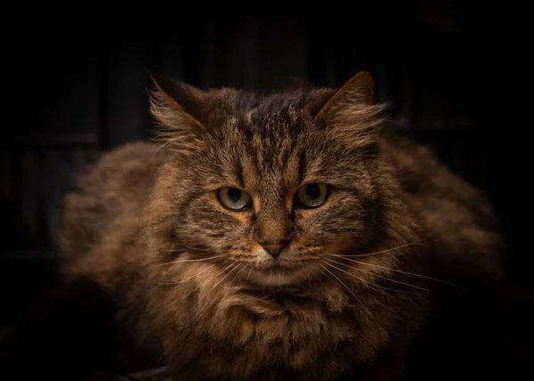 Καφέ Tabby Εσωτερικό Γάτα Ξύλινο Φως Κουτί Στο Πίσω Μέρος — Φωτογραφία Αρχείου