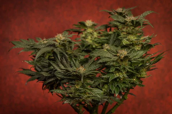 Matka Jagód Odmiany Marihuany Dojrzałym Kwiatem Ciemnoczerwonym Backbround — Zdjęcie stockowe