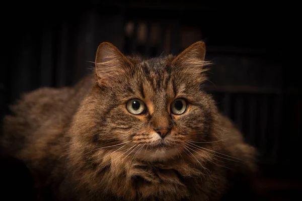 棕色斑斑的猫内部 背面有木制的灯箱 — 图库照片