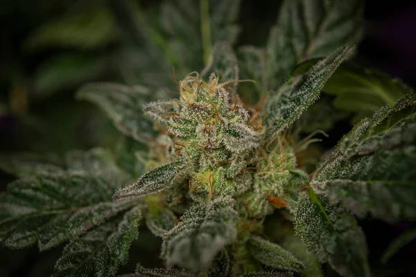 Matka Jagód Odmiany Marihuany Dojrzałym Kwiatem Ciemnym Fioletowym Backbround — Zdjęcie stockowe