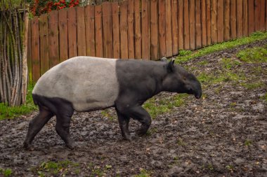 Büyük siyah beyaz tapirüs hayvanı Kışın kirli bulutlu bir günde