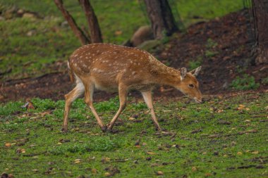 Karanlık sonbahar ormanlarında yeşil çimlerde bebek geyik