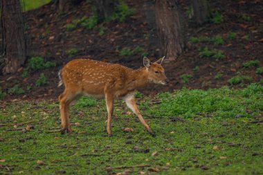 Karanlık sonbahar ormanlarında yeşil çimlerde bebek geyik