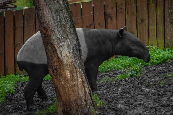 Grand Animal Tapirus Noir Blanc Hiver Sale Journée Nuageuse Humide — Photo
