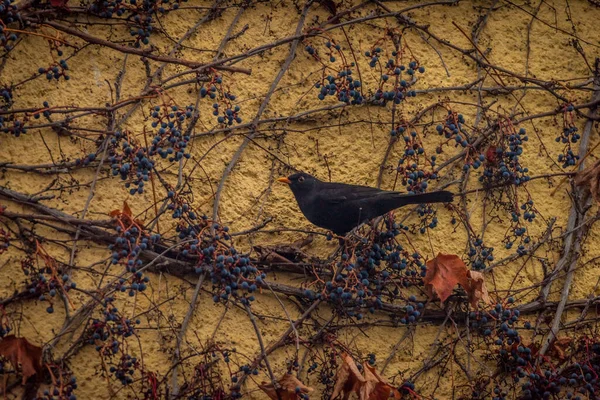 Blackbird Peří Pták Blízkosti Barvy Staré Zdi Větvemi — Stock fotografie
