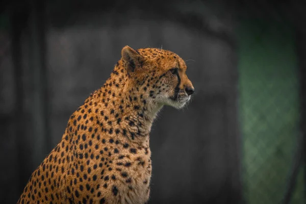 Cheetah Animal Cor Outono Nublado Dia Escuro Com Fundo Escuro — Fotografia de Stock