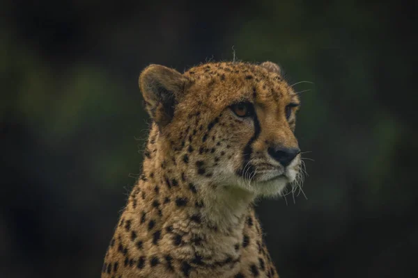 Gepard Zwierzę Kolorze Jesień Pochmurny Ciemny Dzień Ciemnym Tle — Zdjęcie stockowe