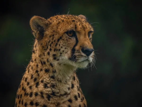 Gepard Zwierzę Kolorze Jesień Pochmurny Ciemny Dzień Ciemnym Tle — Zdjęcie stockowe
