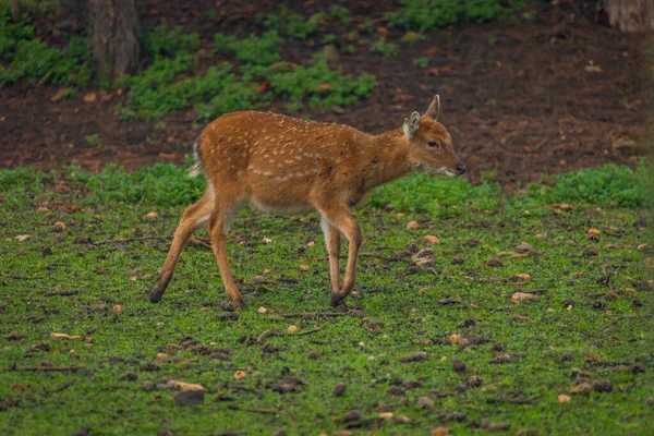 Ciervo Bebé Sobre Hierba Verde Oscuro Bosque Profundo Otoño — Foto de Stock