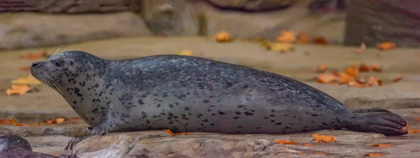 Seal Zwierząt Wodnych Pobliżu Brudnego Stawu Jesienią Ciemny Pochmurny Dzień — Zdjęcie stockowe