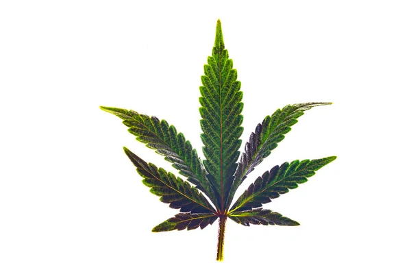 Beyaz Arka Planda Pembe Marihuana Yaprakları — Stok fotoğraf