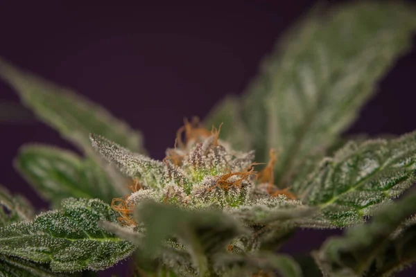 成熟的花和深紫色背景的各种大麻的母亲 — 图库照片