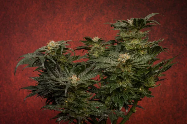 Matka Odrůdy Bobulí Marihuany Dozrávajícím Květem Tmavočerveným Backbroundem — Stock fotografie