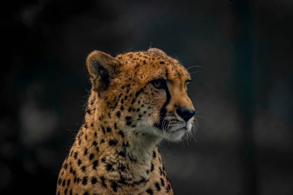 Cheetah Animal Color Otoño Nublado Oscuro Día Con Fondo Oscuro — Foto de Stock