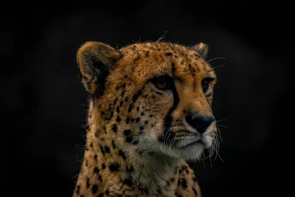 Gepard Zvíře Barvě Podzim Mraky Tmavý Den Tmavým Pozadím — Stock fotografie