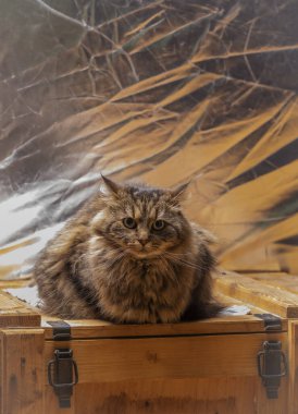 Uzun tüylü kuyruğu ve açık gri arka planı olan tekir kahverengi kedi.