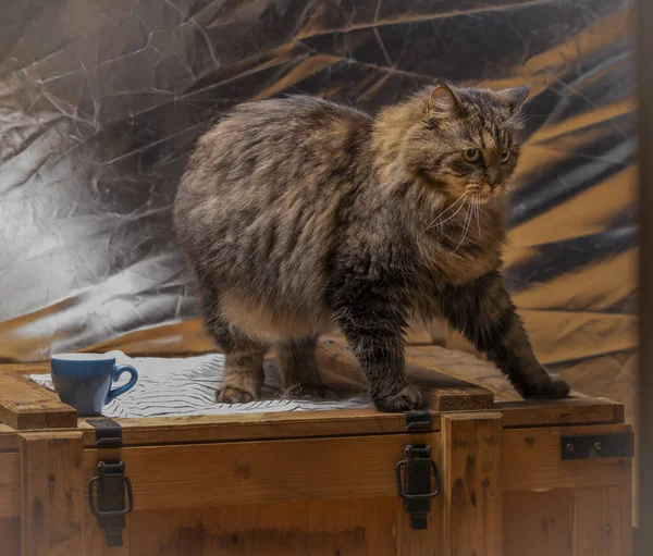 Tabby Hnědá Kočka Dlouhým Chlupatým Ocasem Světle Stříbrným Pozadím — Stock fotografie