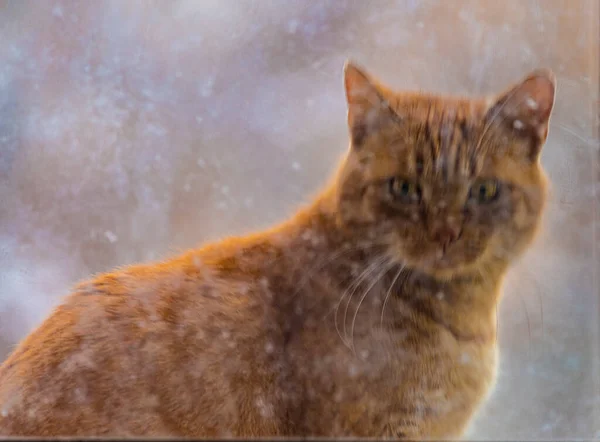 Rothaarige Katze Wintertag Über Schmutzigem Fenster — Stockfoto
