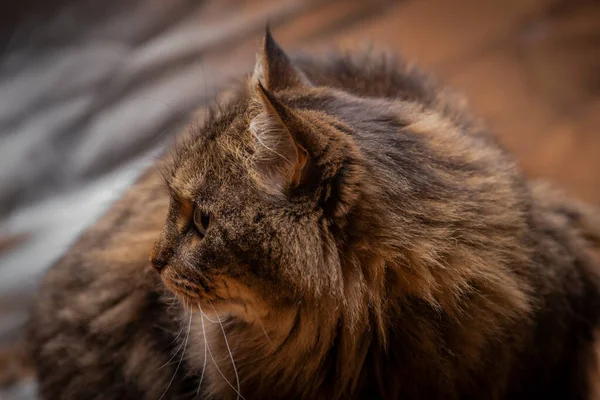 塔比褐色猫 长毛尾巴 浅银色背景 — 图库照片