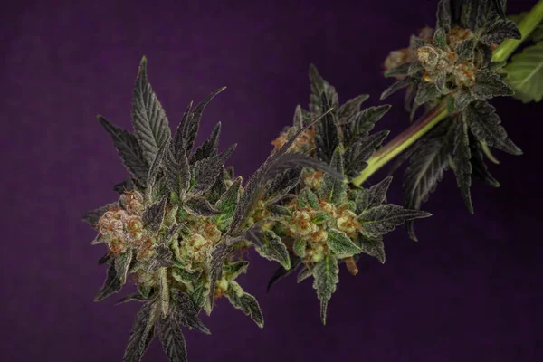 Banda Kwiatów Dojrzewających Marihuany Ciemnym Fioletowym Tłem — Zdjęcie stockowe