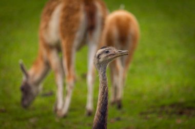 Rhea americana ve lama sonbahar yağmurlu gününde yeşil çimlerde