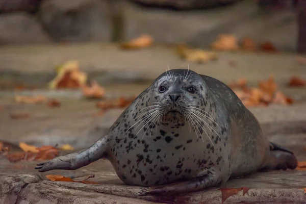 Seal Zwierząt Wodnych Pobliżu Brudnego Stawu Jesienią Ciemny Pochmurny Dzień — Zdjęcie stockowe
