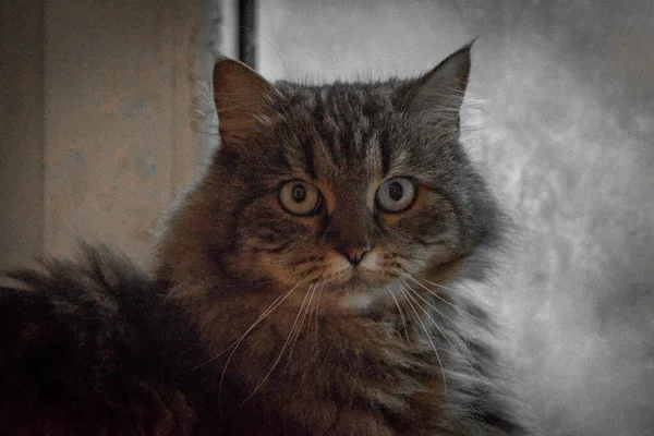 Tabby Braune Katze Mit Langem Haarigen Schwanz Und Hellsilbernem Hintergrund — Stockfoto