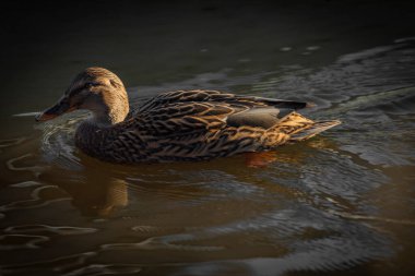 Soğuk nehirde ördekler güneşli, taze bir günde
