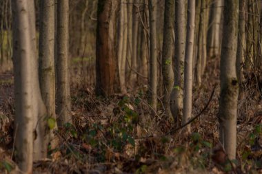 Beyaz kar olmadan ormanda güneşli bir kış günü