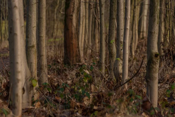 Beyaz kar olmadan ormanda güneşli bir kış günü