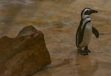 Penguin with big stone on wet ground in cloudy winter fresh day