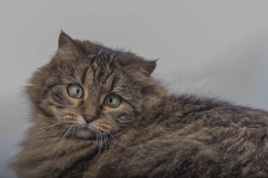 Tabby brown cat with green eyes lying on white ground in light white room