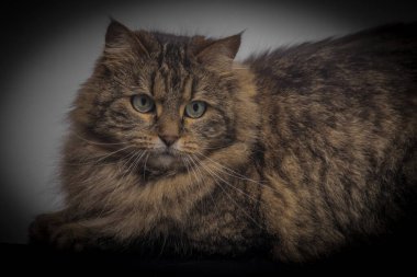 Tabby brown cat with green eyes lying on white ground in light white room