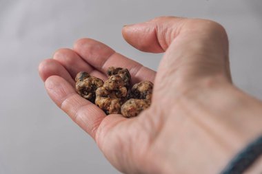Magic truffles mushrooms full of psilocybin in red hand with light gray background