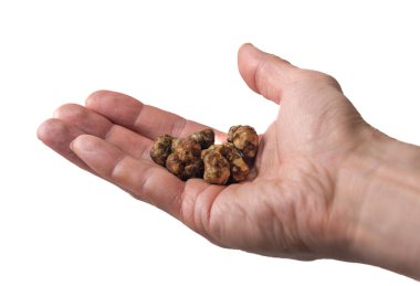 Magic truffles mushrooms full of psilocybin in red hand with light gray background