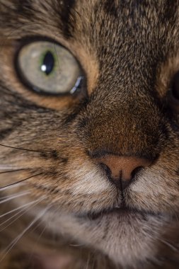 Tabby brown cat portrait in grey white dark room