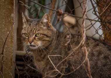 Tabby brown male cat with curved mouth outside in winter day without white snow