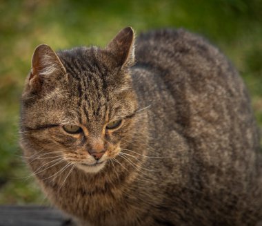 Tabby brown male cat with curved mouth outside in winter day without white snow