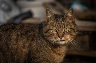 Tabby brown male cat with curved mouth outside in winter day without white snow