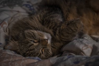 Yatakta beyaz renkli örtüler içinde tekir kahverengi kedi yatıyor.